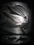 Kratzbild Silber - Delfin